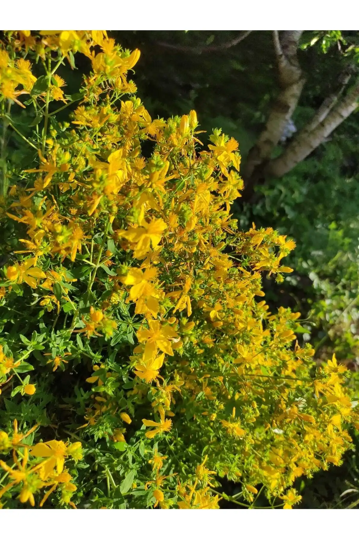 ست کرم خار مریم 50 میلی لیتری 25 میلی لیتری برند   به رنگ   در دسته ست مراقبت از پوست